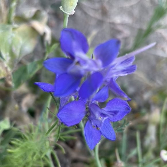 delphinium bleu