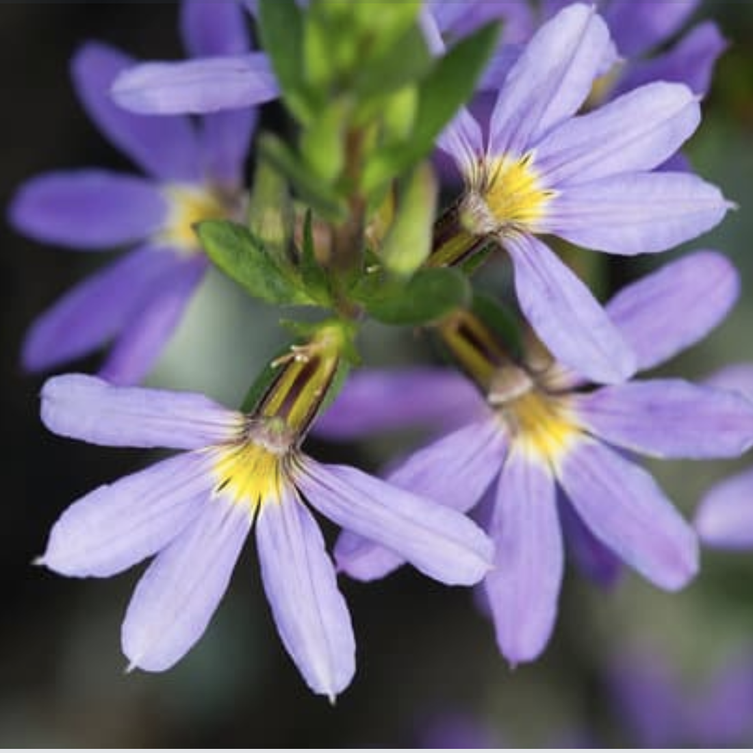 scaevola bleue fleurs