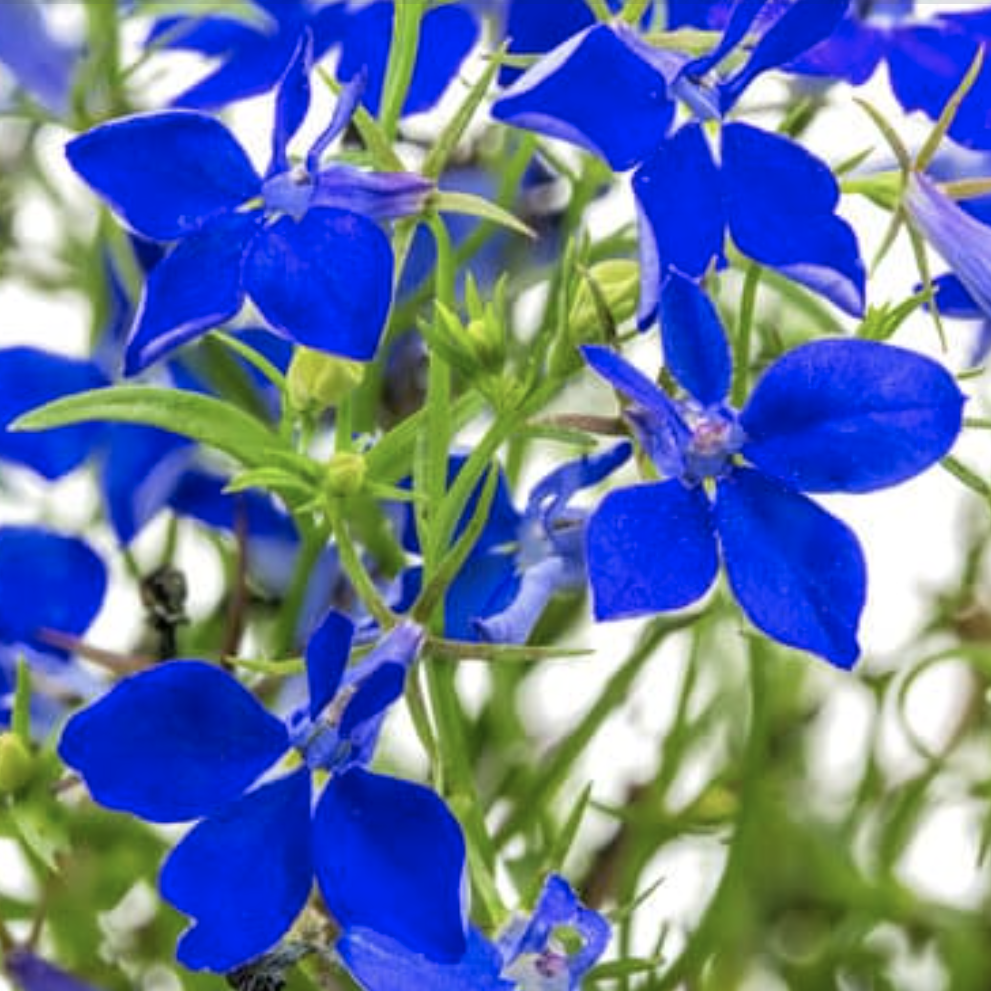 lobélia bleu fleurs pressées