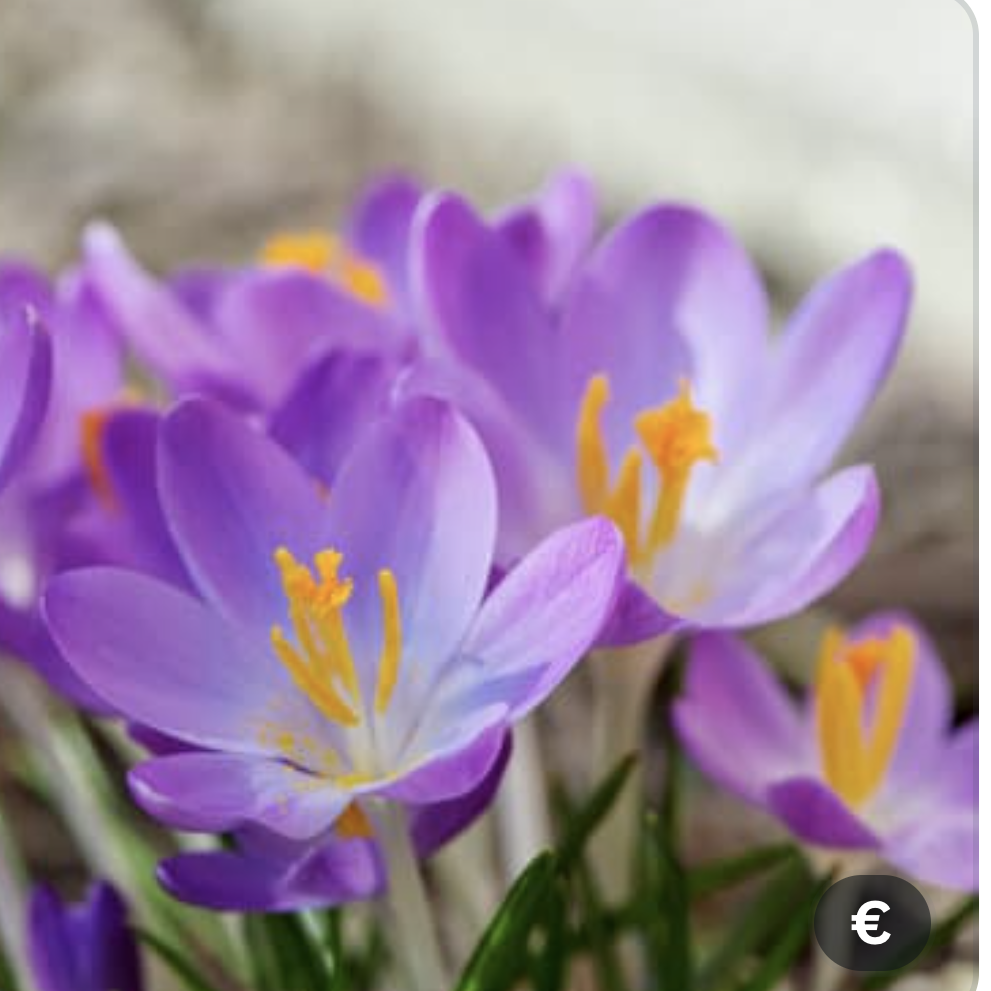 crocus safran fleurs